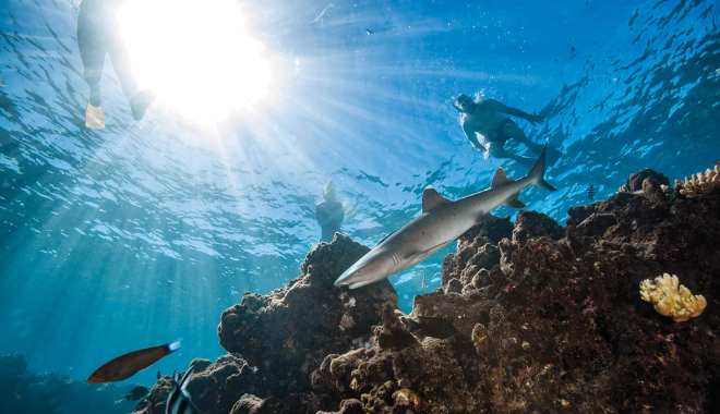 Ultimate Encounters Snorkel With Sharks (2)