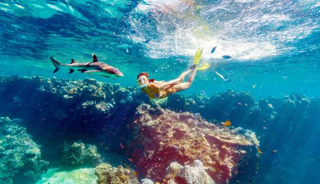Ultimate Encounters Snorkel With Sharks (3)