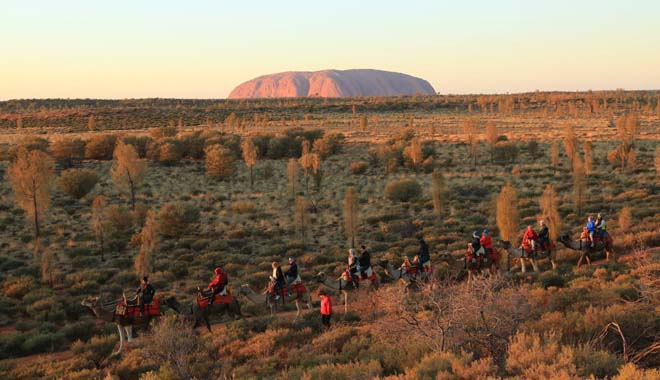 Uluru Camel Tours 3