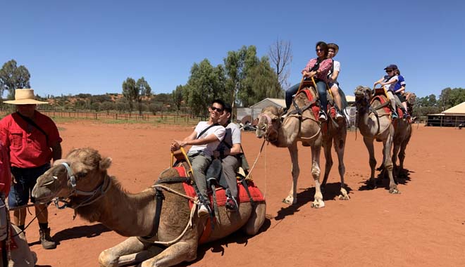 Uluru Camel Tours 6