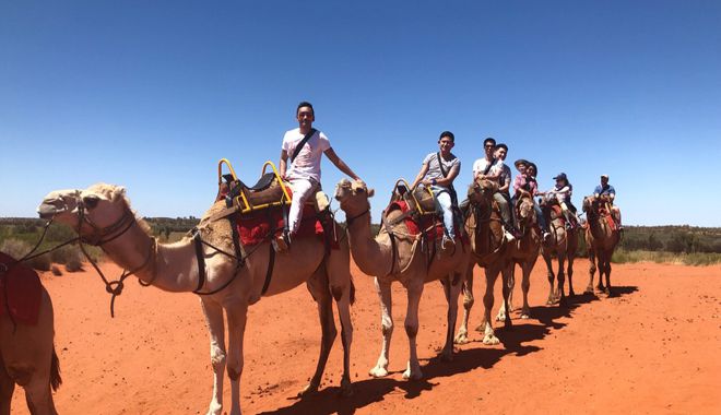 Uluru Camel Tours 9