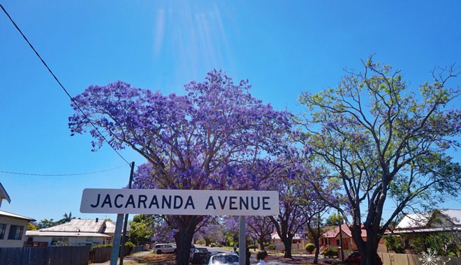 WEB Jacaranda Grafton 6