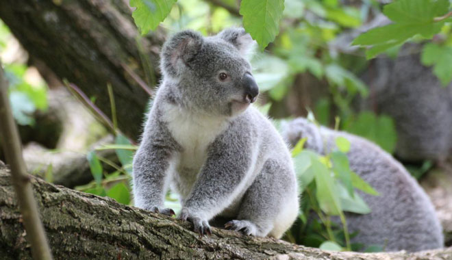 WILDLIFE Sydney Zoo4