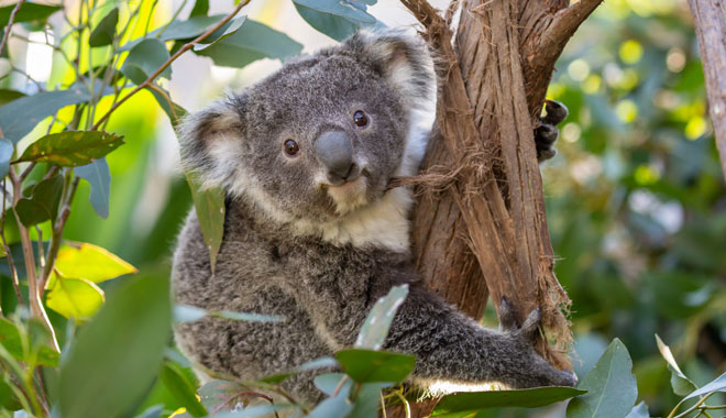 WILDLIFE Sydney Zoo5