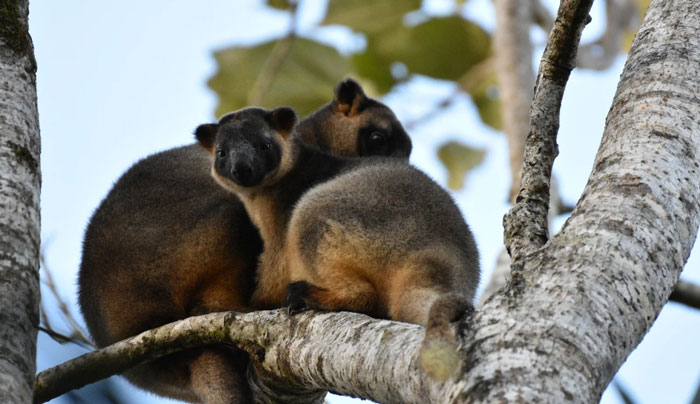 Wait a While Rainforest Tour WED 02