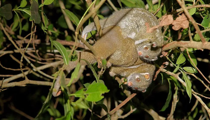 Wait a While Rainforest Tour WED 03
