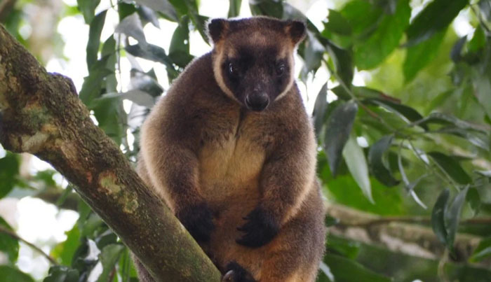 Wait a While Rainforest Tour WED 05