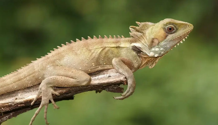 Wait a While Rainforest Tour WED 06