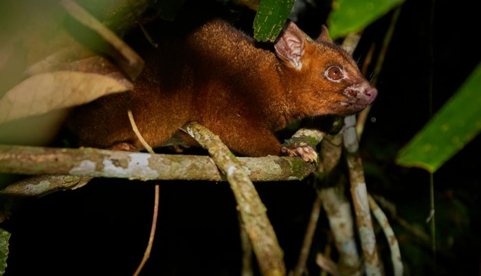 Wait a While Rainforest Tour WED 10