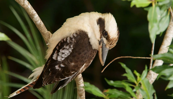 Wait a While Rainforest Tour WED 12
