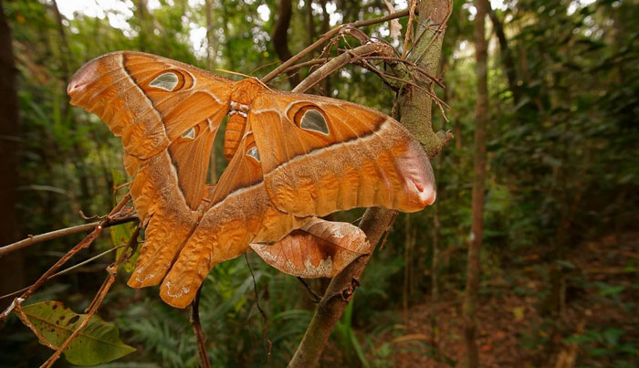Wait a While Rainforest Tour WED 19