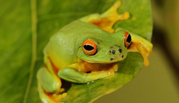 Wait a While Rainforest Tour WED 20