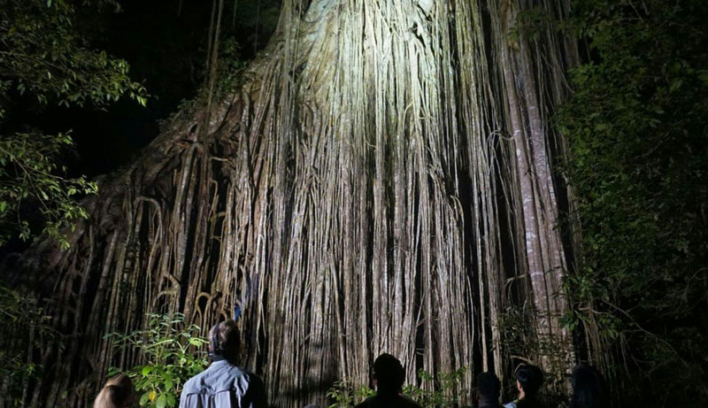 Wait a While Rainforest Tour WED 25