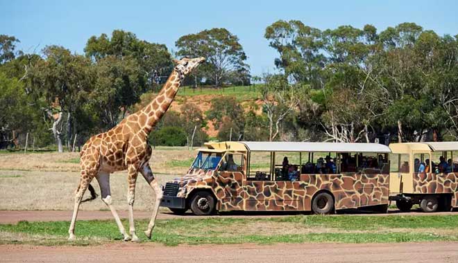 Werribee Open Range Zoo