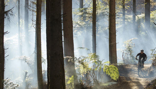 Whakarewarewa Forest