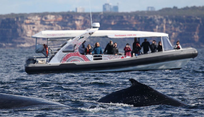 Whale Watching 2.5hr Adventure Cruise web