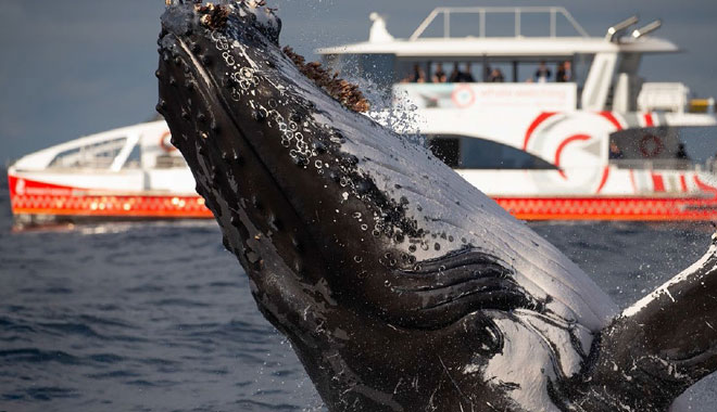 Whale Watching Central Coast Cruise web