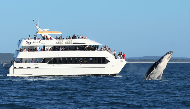 Whale Watching Cruise