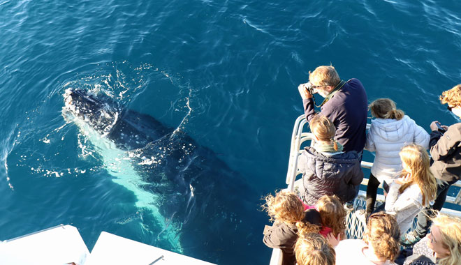 Whale Watching Cruise2