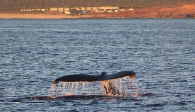 Whale Watching Kalbarri 002