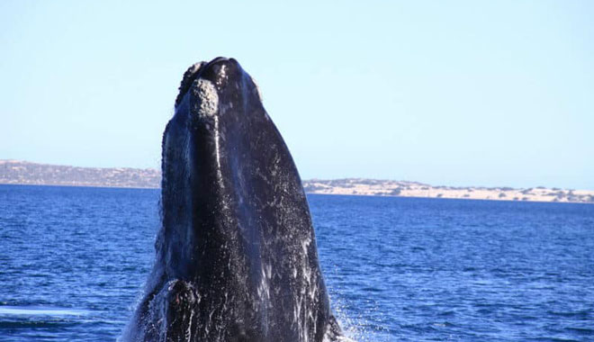 Whale Watching in the Great Australian Bight 001 