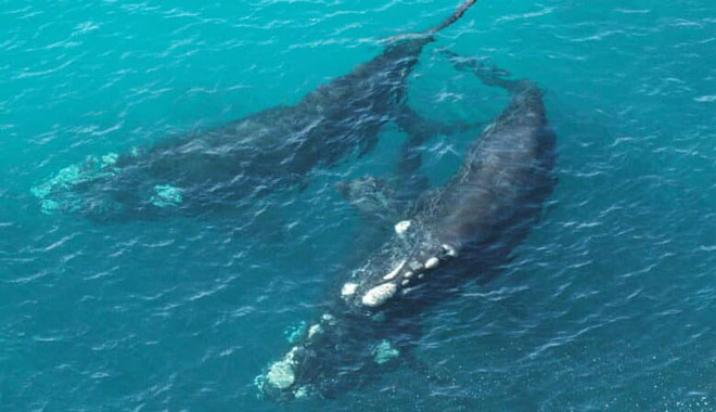 Whale Watching in the Great Australian Bight 2