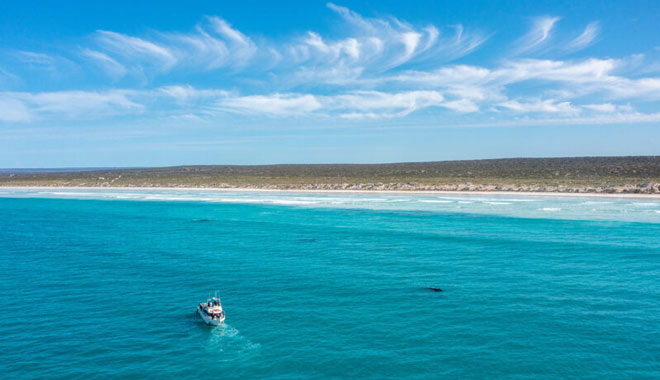 Whale Watching in the Great Australian Bight 6 .jjpg