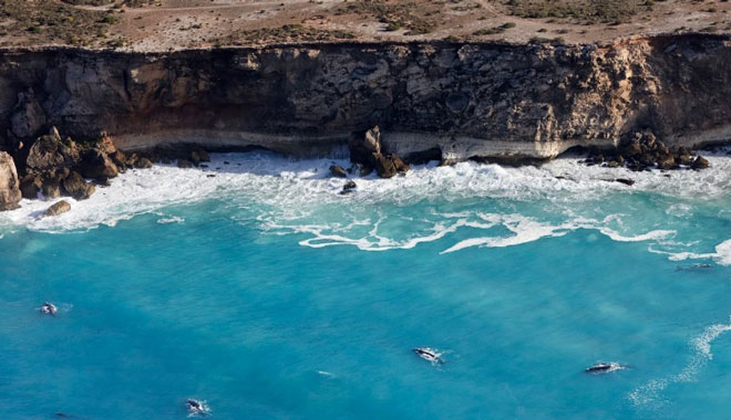 Whale Watching in the Great Australian Bight WEB