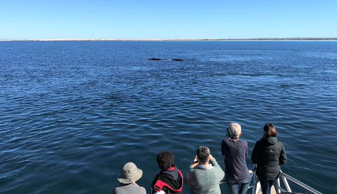 Whale watching tour boat web