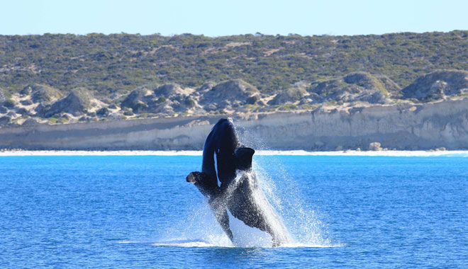 Whale watching tours South Australia web 