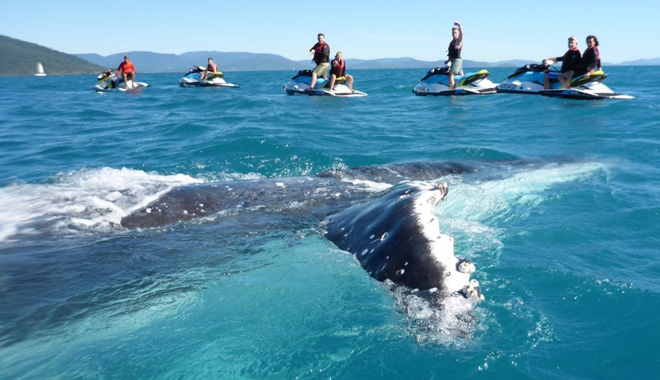 Whitsunday Jetski Tours web 06