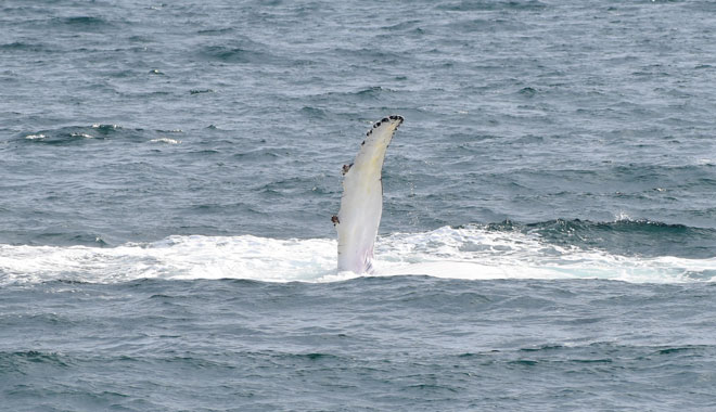 Wildlife Coast Cruises 001