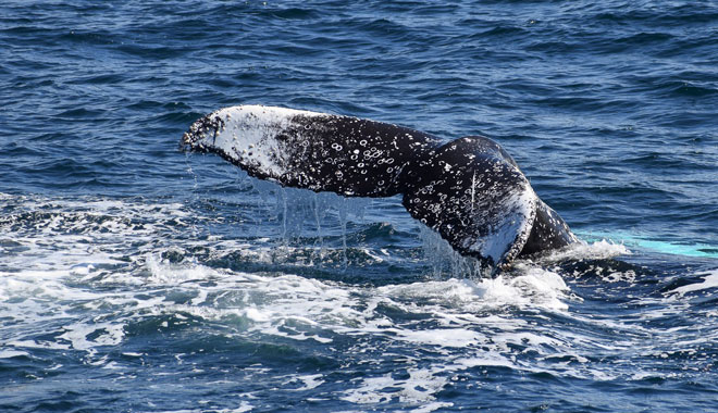 Wildlife Coast Cruises 003