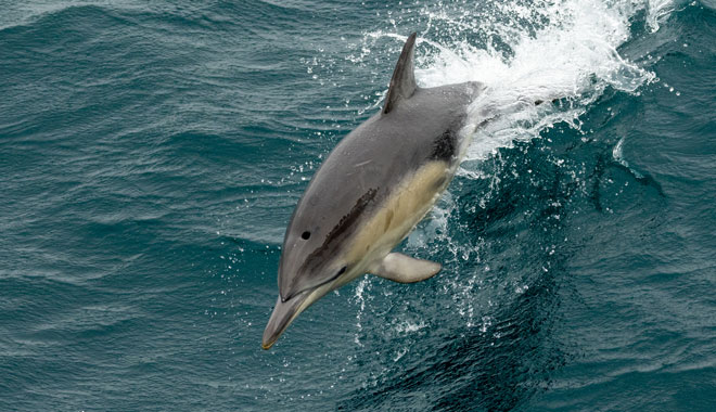 Wildlife Coast Cruises 015