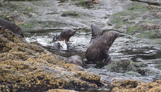 Wildlife Coast Cruises 021