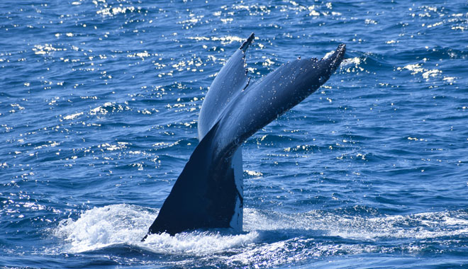 Wildlife Coast Cruises 025