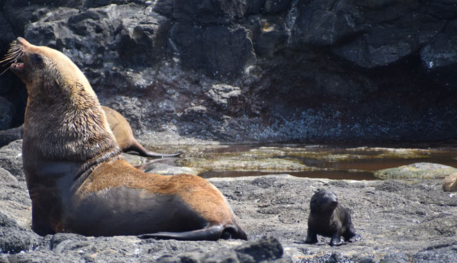 Wildlife Coast Cruises 027