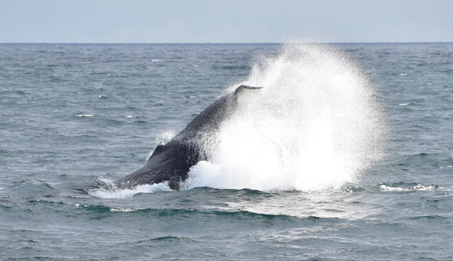 Wildlife Coast Cruises 028