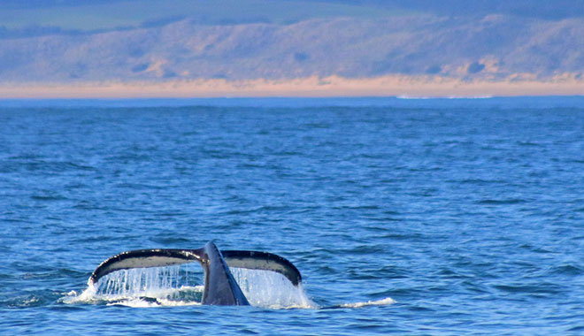 Wildlife Coast Cruises 029