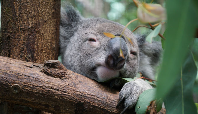 Wildlife Habitat Port Douglas (4)