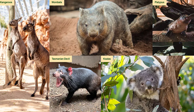 Wildlife Sydney Zoo