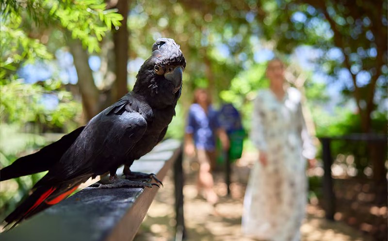 Wildlife Habitat Port Douglas 05 800x497
