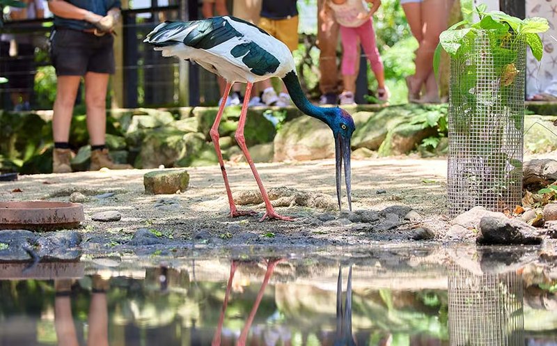 Wildlife Habitat Port Douglas 06 800x497