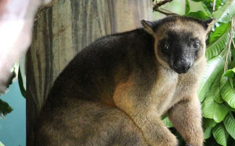 Wildlife Habitat Port Douglas 10 800x497