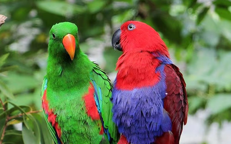 Wildlife Habitat Port Douglas 11 800x497