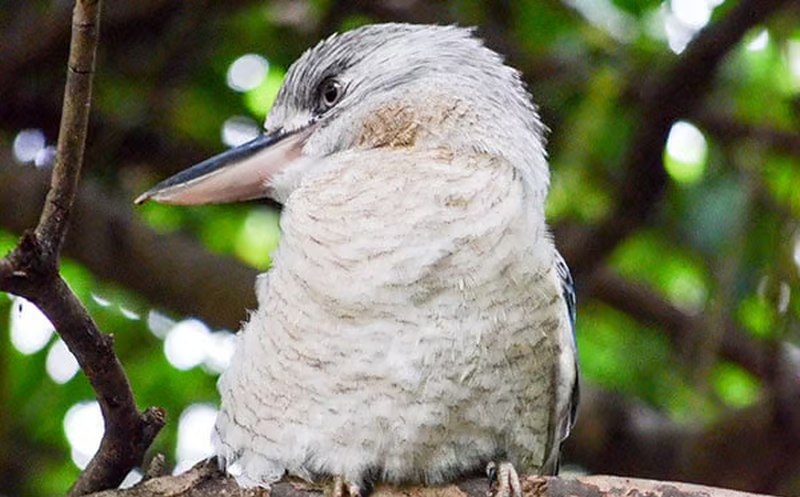 Wildlife Habitat Port Douglas 12 800x497