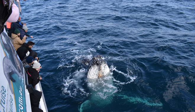 Wilsons Prom Whale Cruise 001