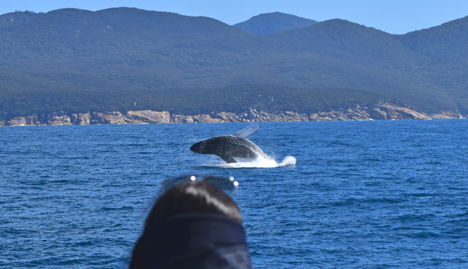 Wilsons Prom Whale Cruise 002