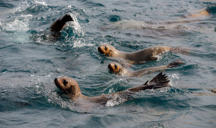 Pennicott Wilderness Journeys aka Wilsons Promontory Cruises