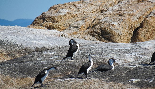 Wineglass Bay cruise 5